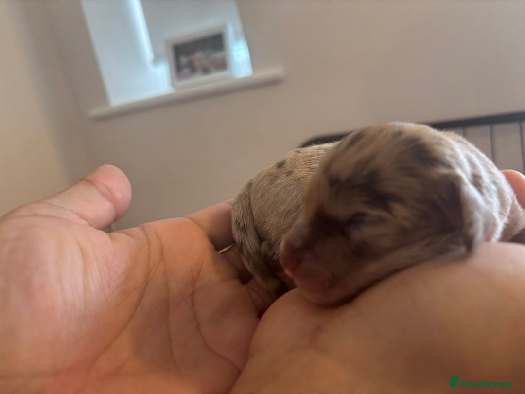 Cockapoo dogs for sale: Cockapoo puppies - Image 23