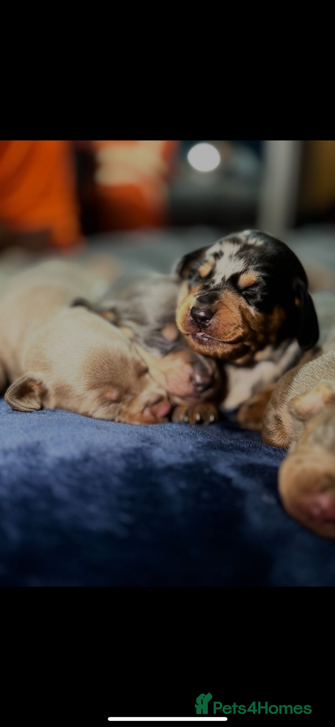 Dachshund dogs for sale: 7 Beautiful dachshund puppies  - Advert 9