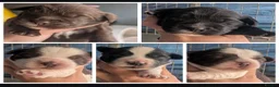 Mixed Breed dogs for sale: Cock-a-tzu  - Advert 1