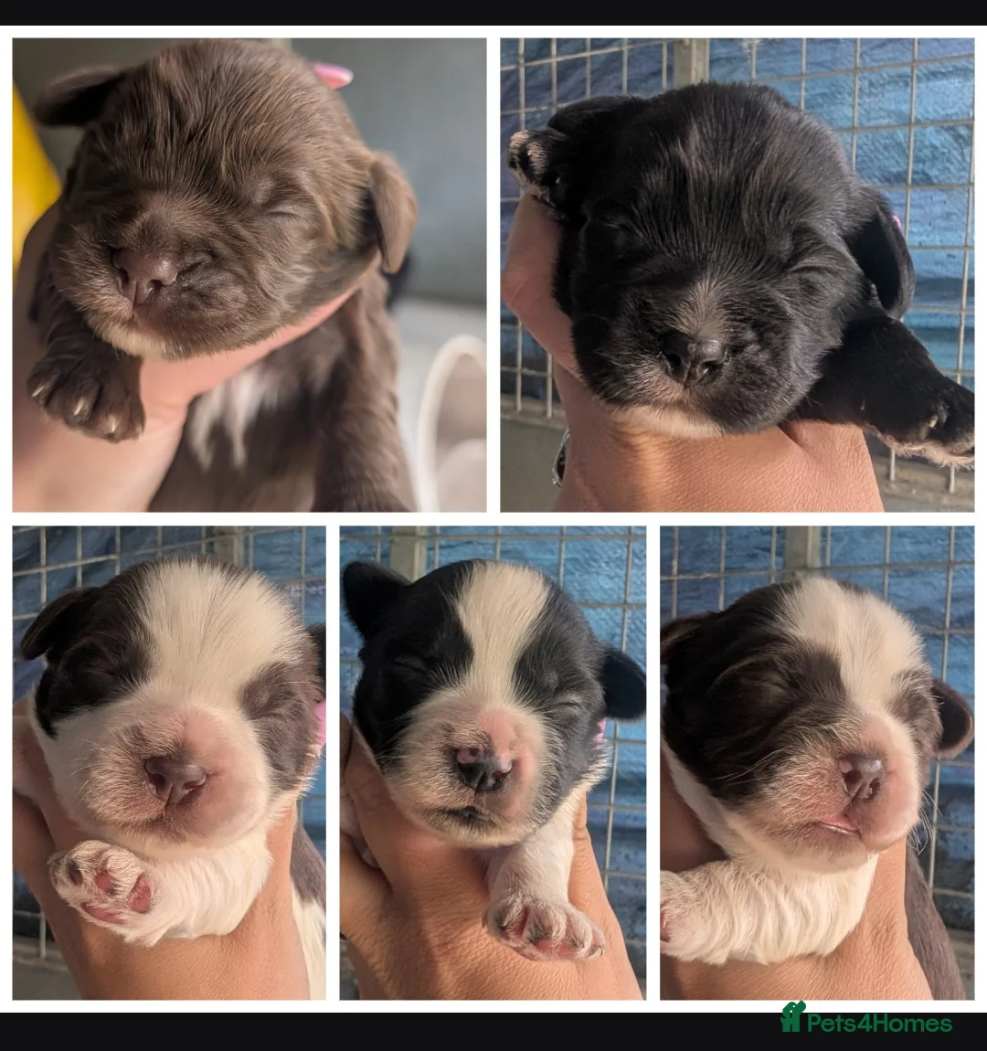 Mixed Breed dogs for sale: Cock-a-tzu  - Advert 1