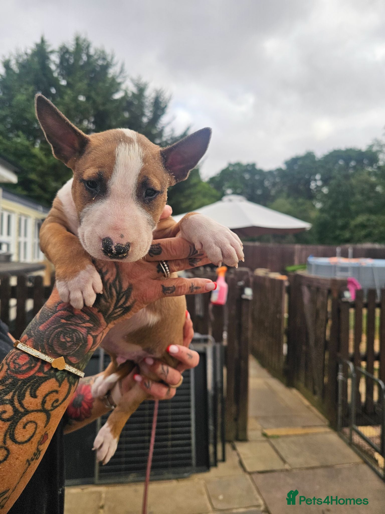 English Bull Terrier dogs English bullterrier pups for sale - Advert 1