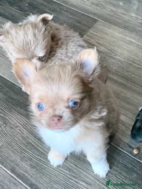 Chihuahua dogs K.C Longcoat Chihuahua boys and girls in Essex  - Advert 2