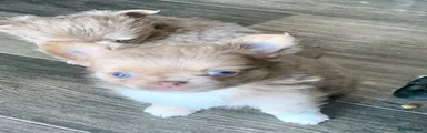 Chihuahua 4
