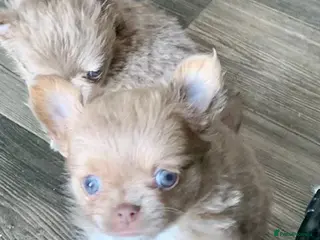 Chihuahua dogs K.C Longcoat Chihuahua boys and girls in Essex - Advert 2