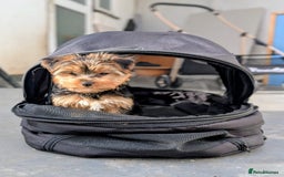 Yorkshire Terrier dogs for sale: 3 Male Yorkshire terriers left  - Image 15