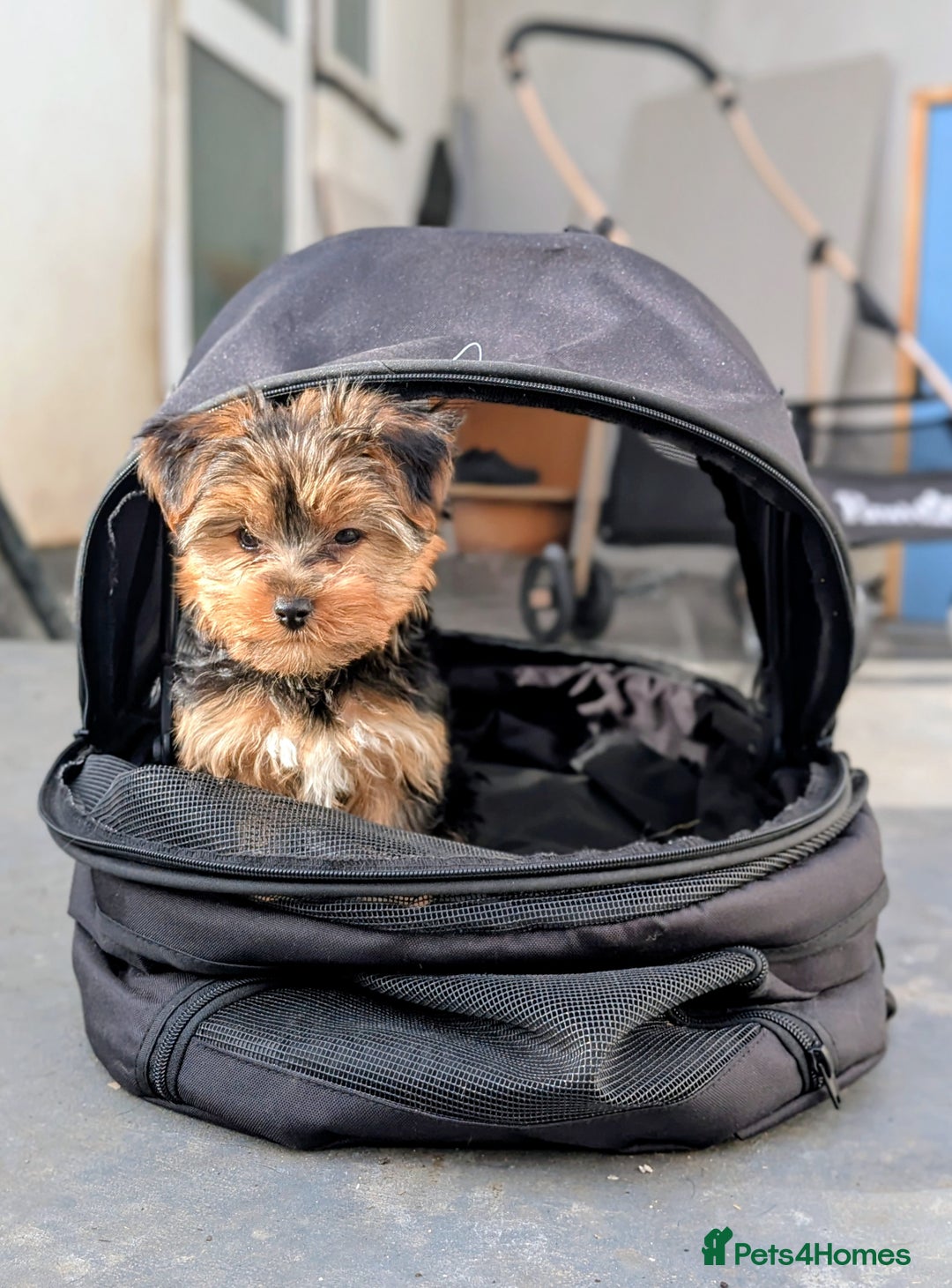 Yorkshire Terrier dogs for sale: 3 Male Yorkshire terriers left  - Image 15