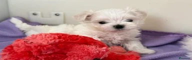 Maltese Puppy 1