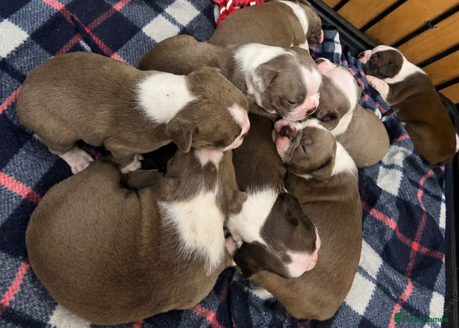 Boston Terrier dogs 🌸 Blossom's Beautiful Bostons 🌸  - Advert 1