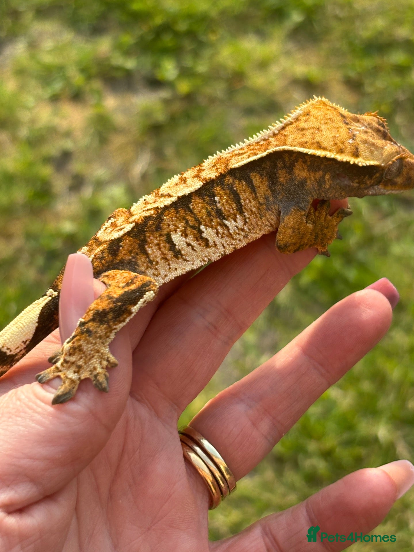 Gecko reptiles for sale: Extreme harlequin pinner - Advert 3