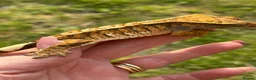 Gecko reptiles for sale: Extreme harlequin pinner - Advert 1