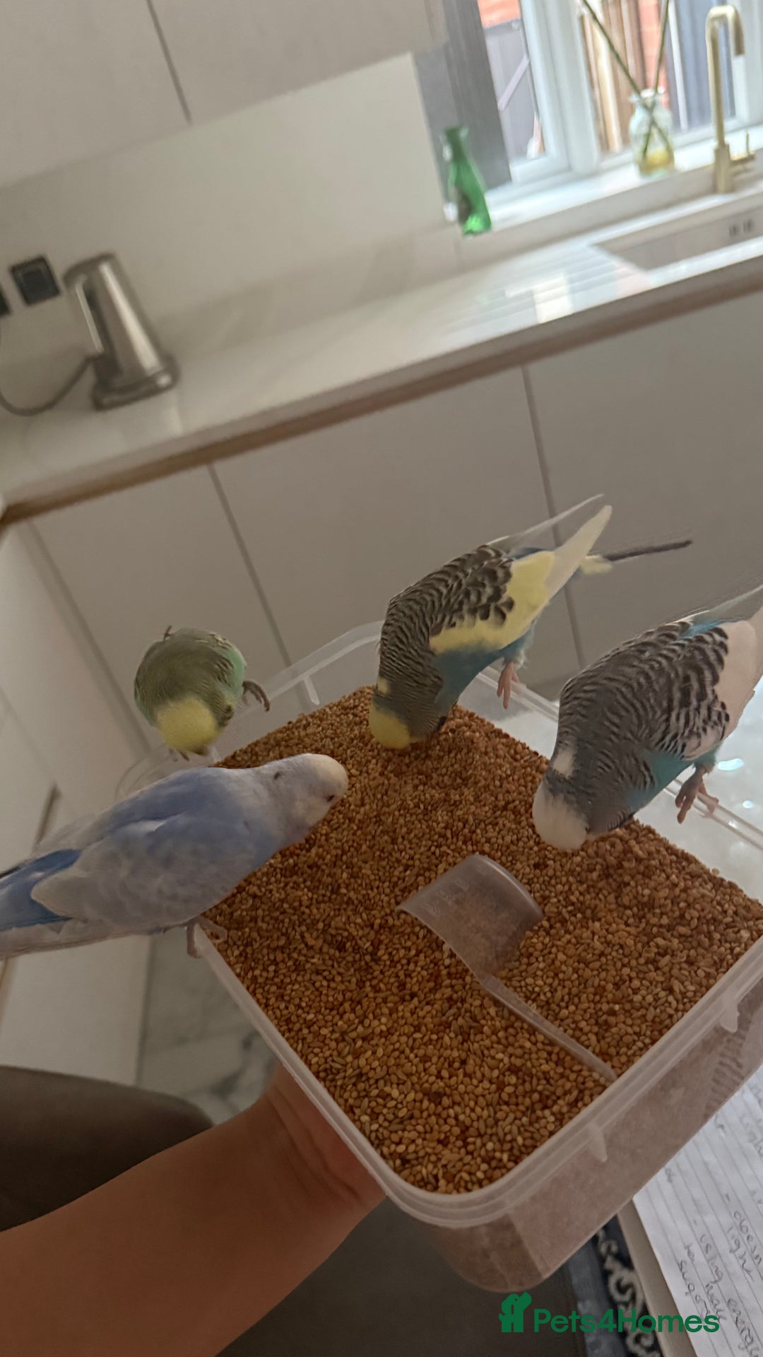 Budgerigars birds for sale: Four beautiful budgies🩵 comes with a cage - Advert 7