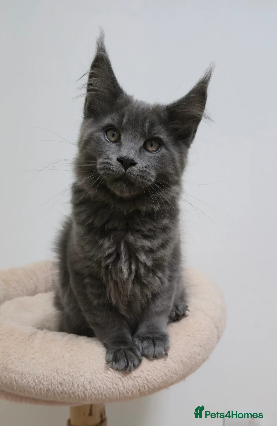 Maine Coon cats for sale: Mainecoon kittens TICA REGISTERED stunning - Advert 30