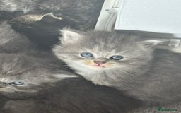 Mixed Breed cats for sale: Beautiful half Persian kittens - Image 13