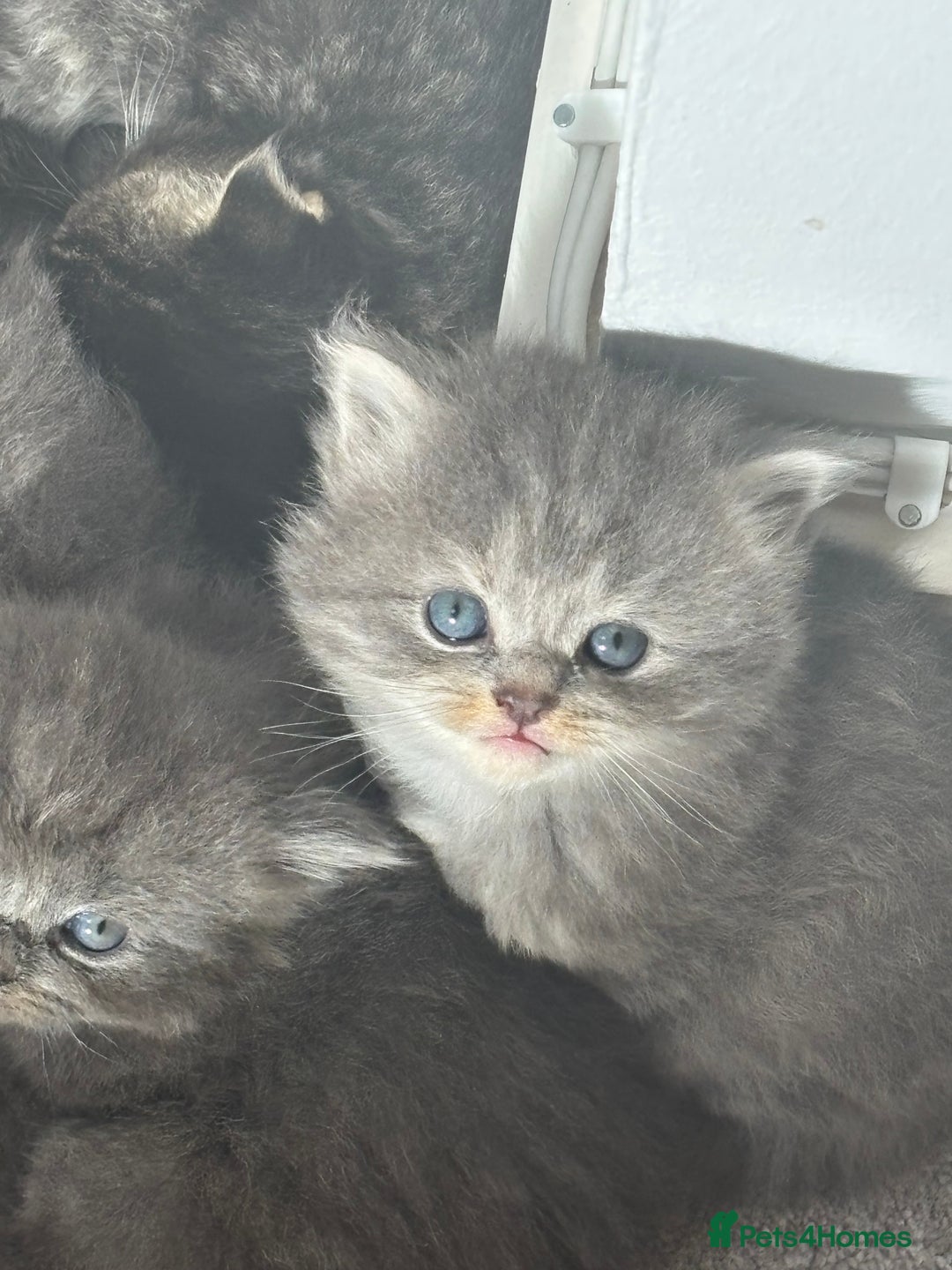 Mixed Breed cats for sale: Beautiful half Persian kittens - Image 13