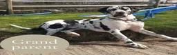 Mixed Breed dogs for sale: GreatDane x CaneCorso Pups-Exceptional Temperament - Advert 7