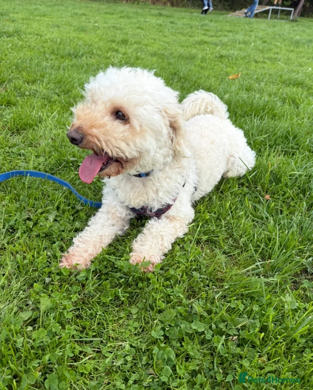 Cockapoo dogs for sale: Teddy 4 and half year old cockapoo - Advert 2