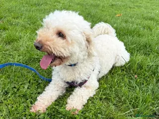 Cockapoo dogs Teddy 4 and half year old cockapoo - Advert 8