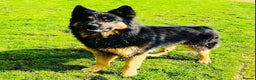 German Shepherd dogs for stud: German Shepherd Stud Long Coat straight back in Slough - Advert 6