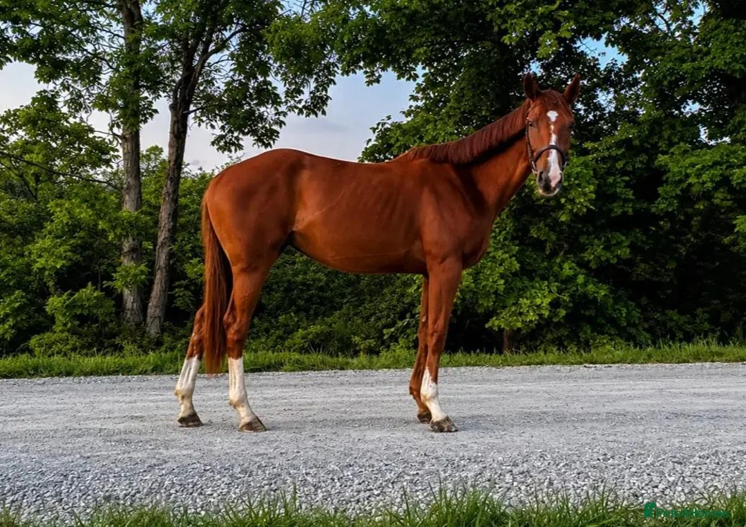 English Thoroughbred horses for sale: 2021 Grade TB mare in Manchester - Advert 1
