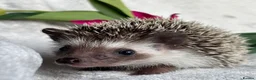 Pygmy Hedgehog rodents for sale: African Pygmy Hedgehog Ethically Bred Girl  - Advert 9