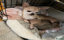 Chihuahua dogs for sale: Brother and sister Chihuahua - Advert 1
