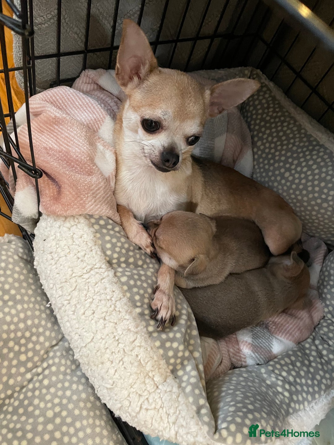 Chihuahua dogs for sale: Brother and sister Chihuahua - Advert 1
