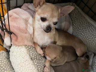 Chihuahua dogs for sale: Brother and sister Chihuahua - Advert 1