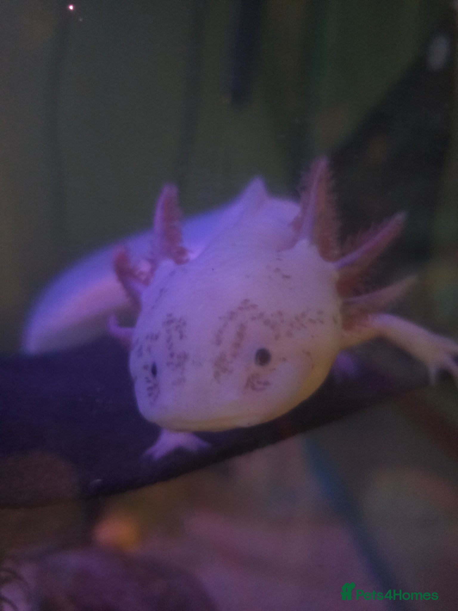 Axolotl reptiles Axolotl female adults - Advert 14