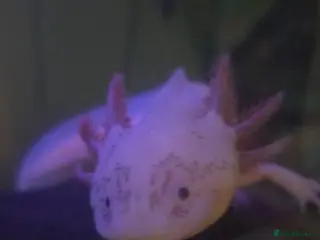 Axolotl reptiles Axolotl female adults - Advert 3