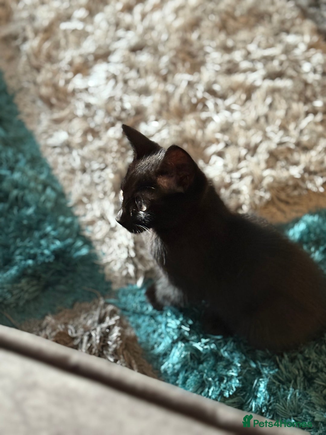 British Shorthair cats for sale: Last Kitten Remaining - Image 2