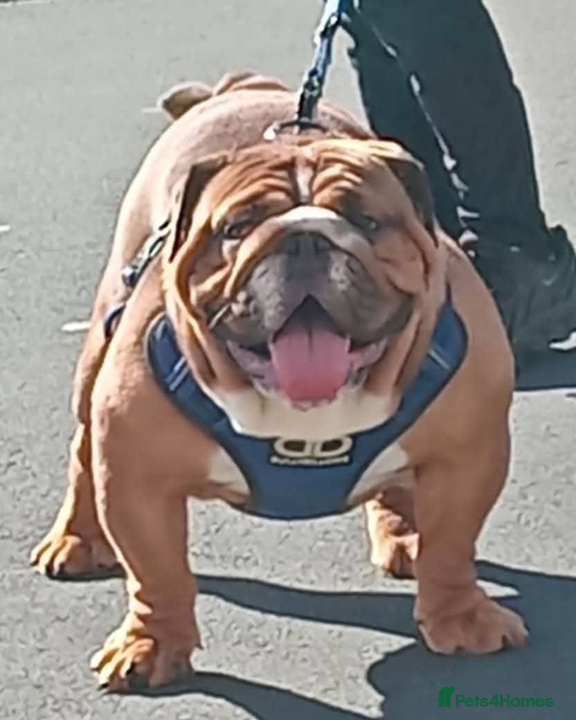 English Bulldog dogs BISCUIT for stud red and white boy - Advert 5
