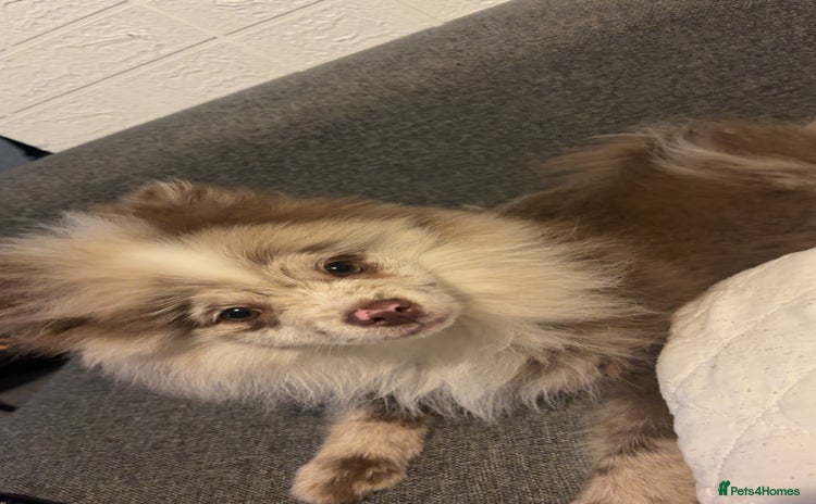 Pomeranian dogs - Advert 11