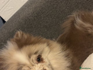 Pomeranian dogs Merle Pomeranian puppy - Advert 14