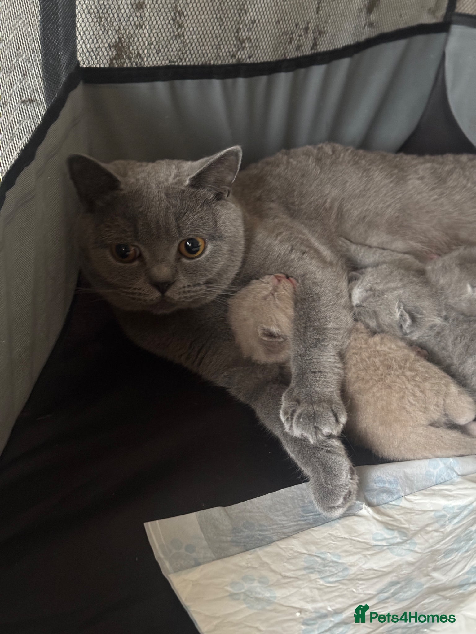 British Shorthair cats for sale: Beautiful British shorthair kittens  - Advert 16