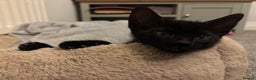 Mixed Breed cats for sale: Gorgeous black Siamese cross boy 🐾  - Advert 3
