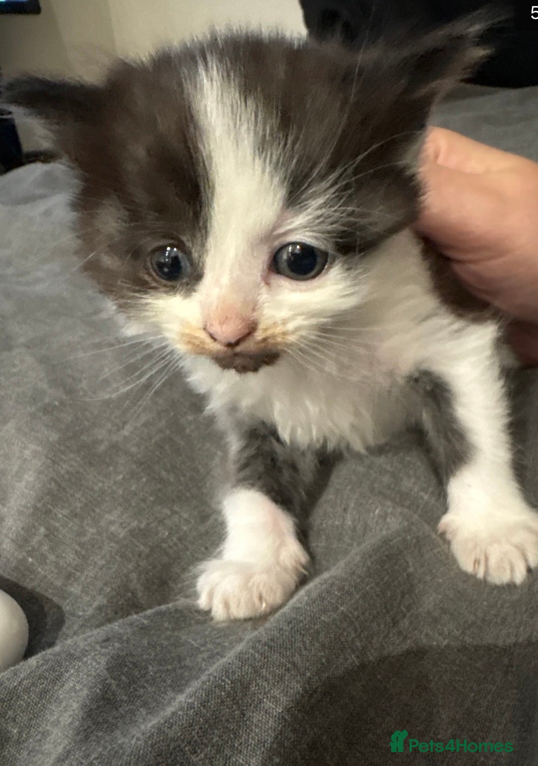 Mixed Breed cats for sale: 2 beautiful kittens( 1 male, 1 female) - Advert 2