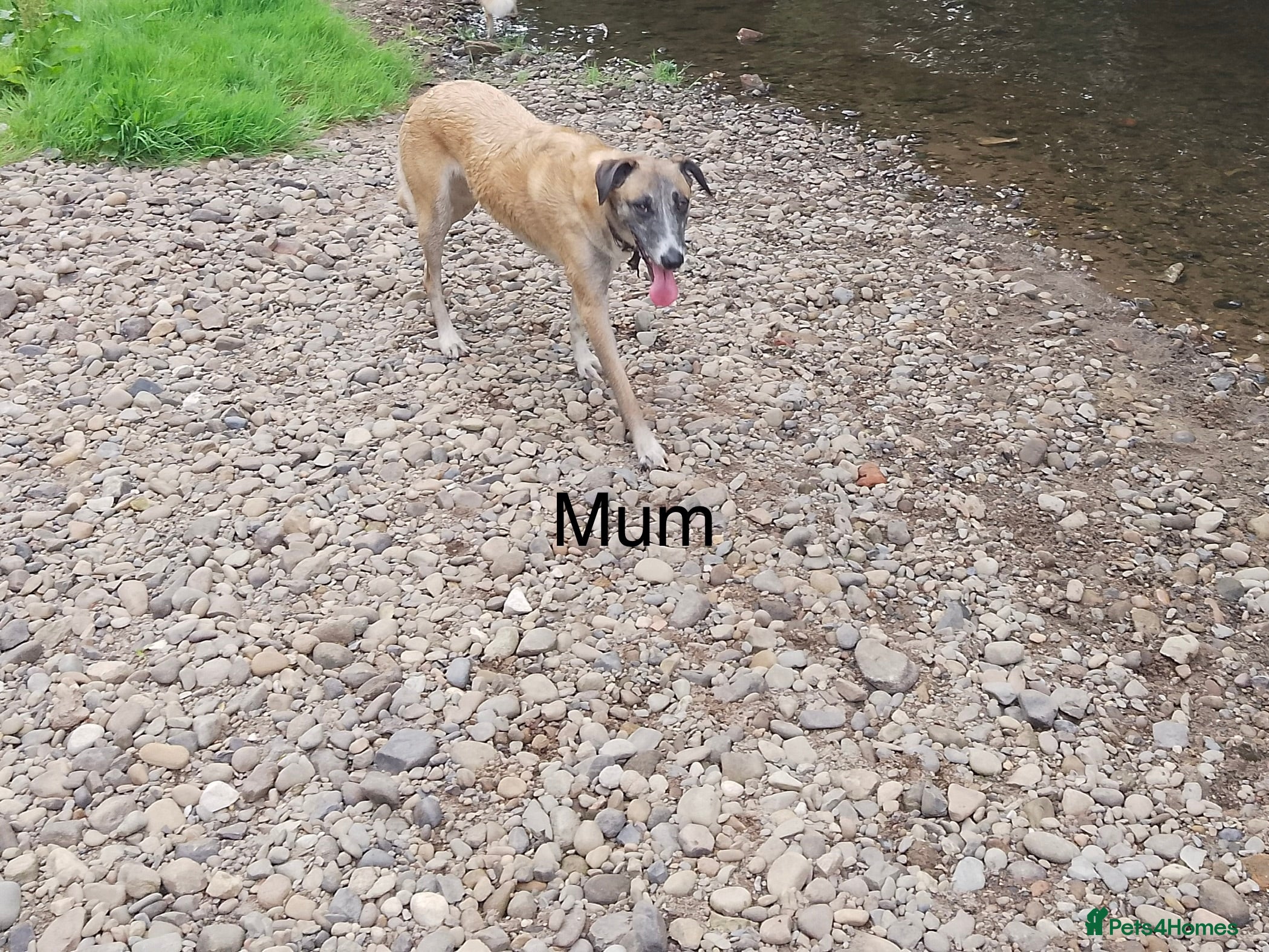 Lurcher dogs Mali x sluki puppies  - Advert 3