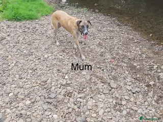 Lurcher dogs Mali x sluki puppies - Advert 9