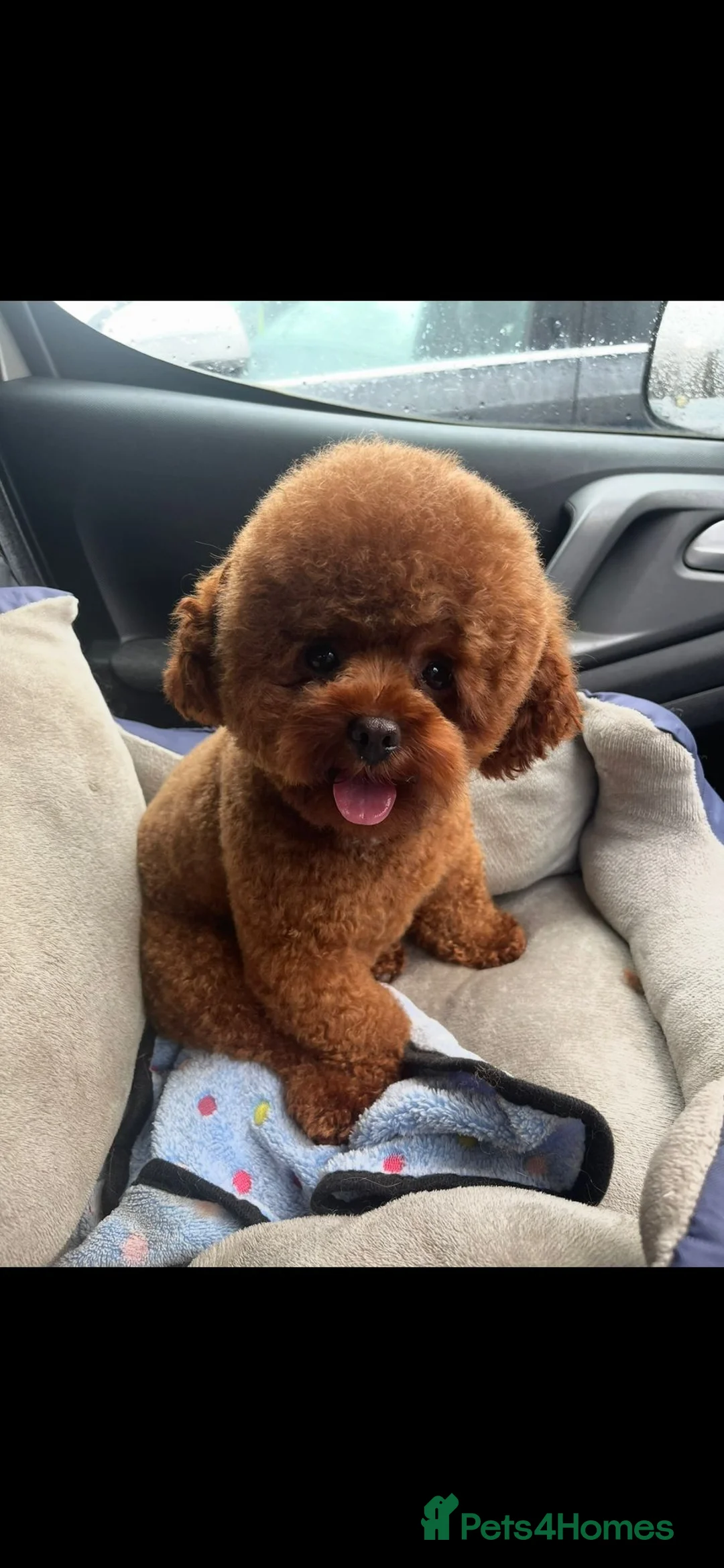 Maltipoo dogs for sale: Toy multipoos Asian lines in Hayes - Advert 9