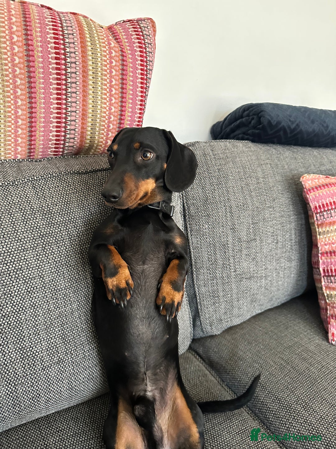 Miniature Dachshund dogs for stud: Miniature Dachshund for Stud - Black & Tan -  - Image 2