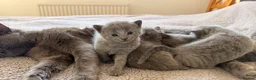 Russian Blue cats for sale: TICA registered pedigree russian blue kittens - Advert 17
