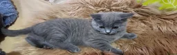 British Shorthair cats for sale: 4 lovely British shorthair kittens - Advert 12