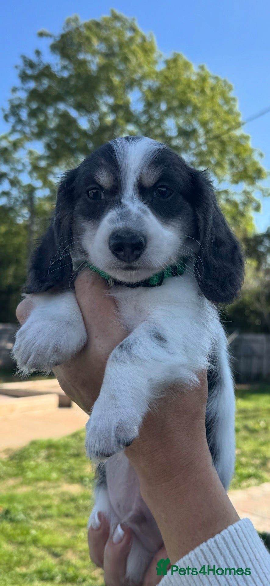 Miniature Dachshund dogs Blue&Tan Piebald Long Haired Miniature Dachshund - Advert 3
