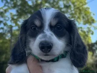 Miniature Dachshund dogs Blue&Tan Piebald Long Haired Miniature Dachshund - Advert 3