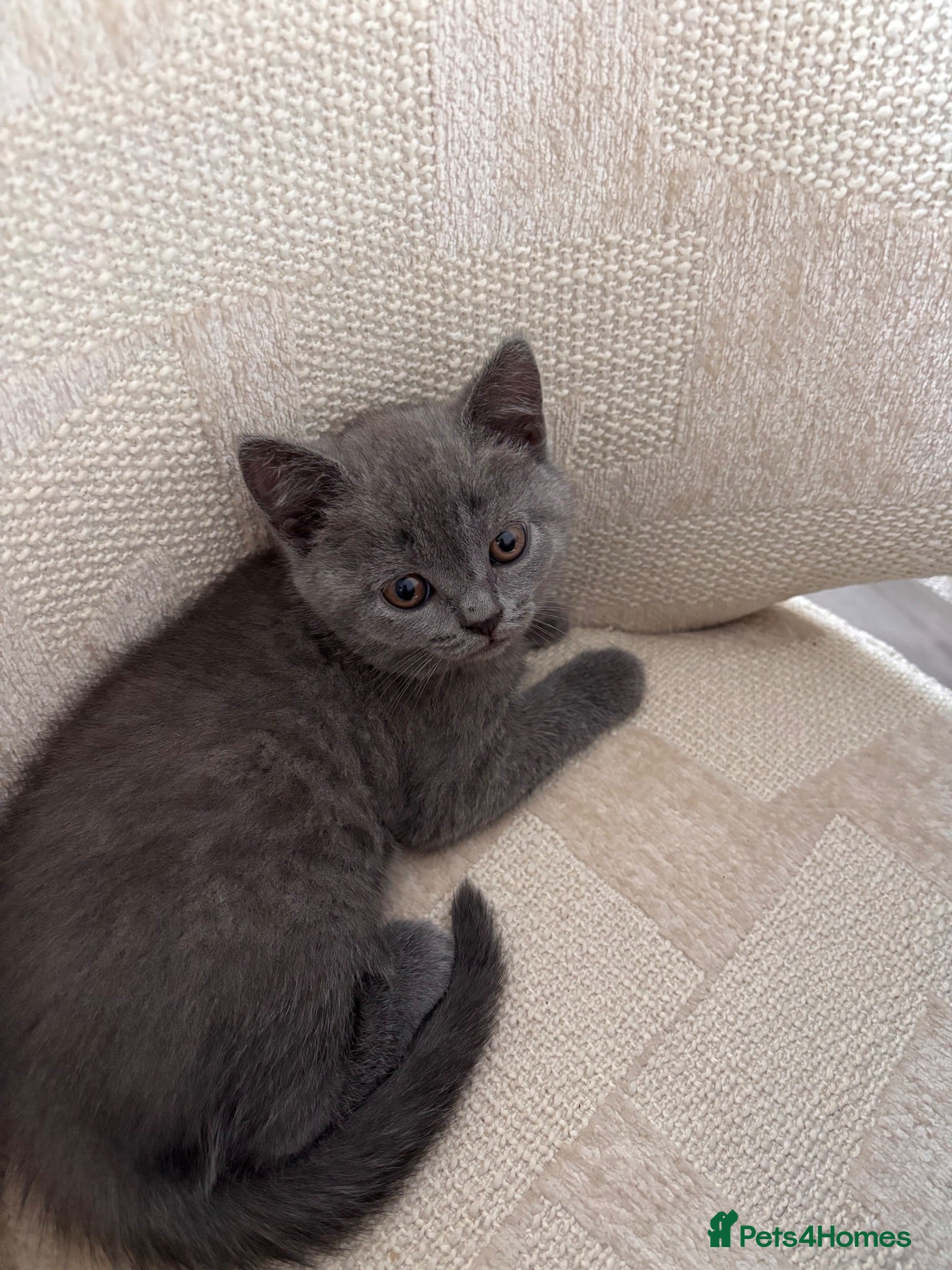 British Shorthair cats Gorgeous British Shorthair Kittens - Advert 2