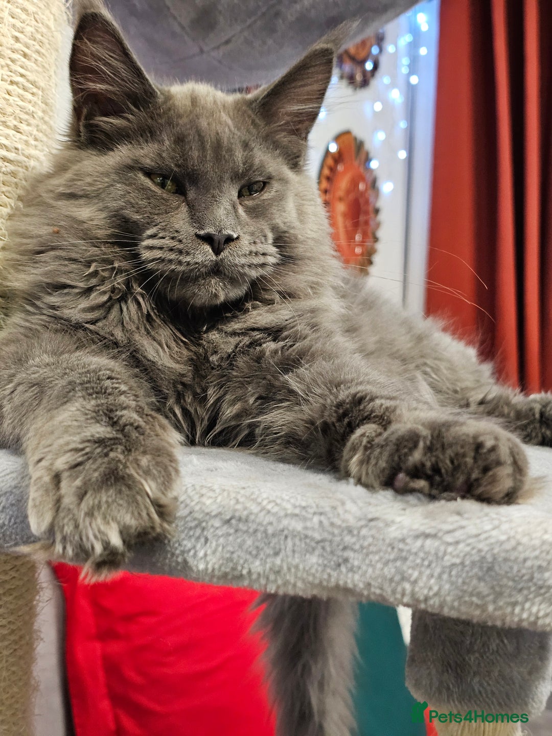 Maine Coon cats for sale: 🔥*Stunning Litter of 8💎Solid Blue Maine Coon*🔥  - Image 11