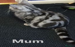 Scottish Fold cats for sale: 5 Full Pedigree Scottish Fold/Straight Kitens - Image 9