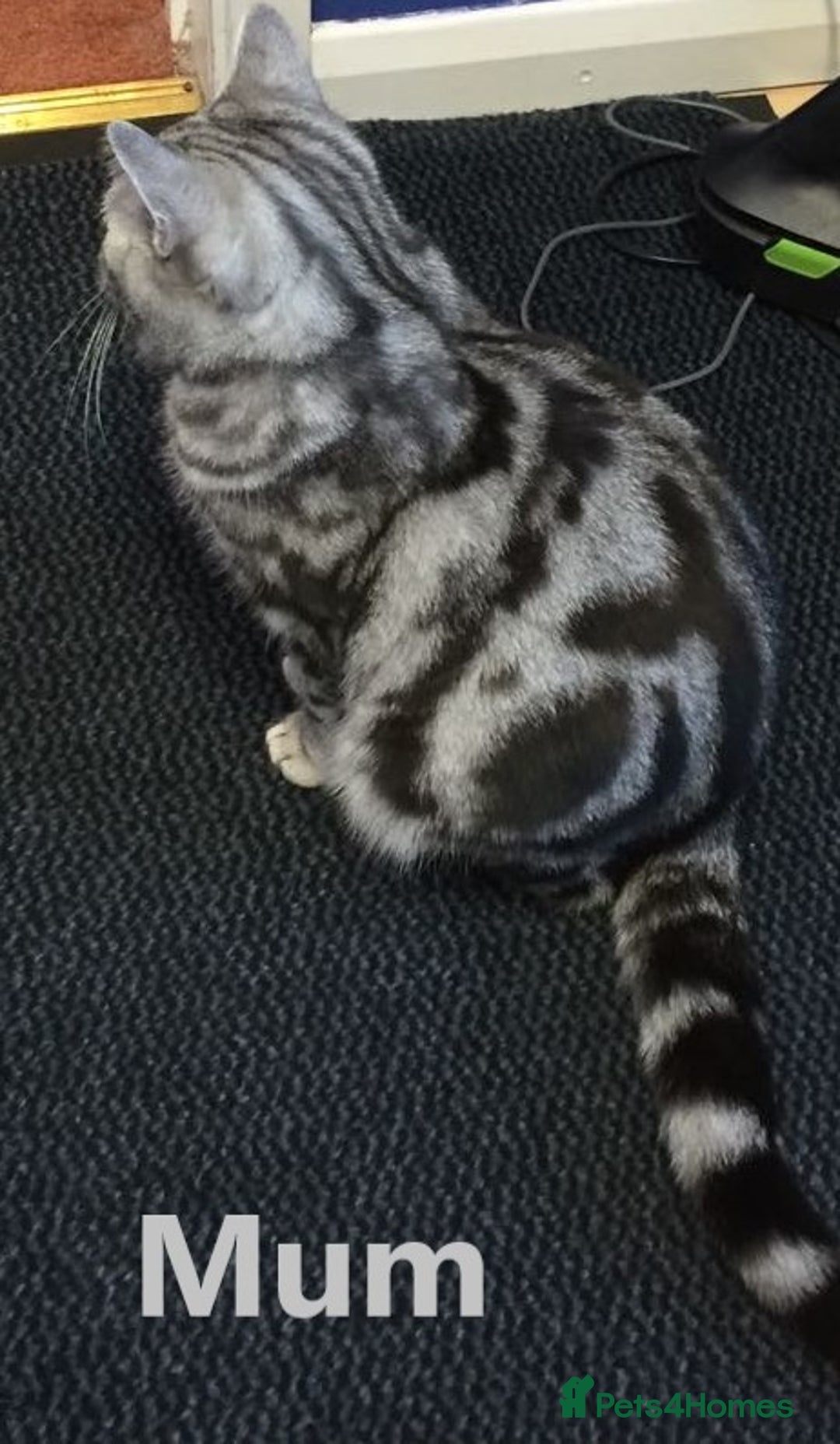 Scottish Fold cats for sale: 5 Full Pedigree Scottish Fold/Straight Kitens - Image 9