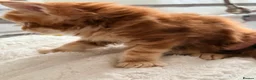 Maine Coon cats for sale: Rare Red Silver Maine Coon Kittens Available  in London - Advert 12