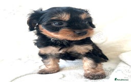 Cavapoo dogs for sale: ⭐️ Black & Tan Female Toy Cavapoo ⭐️ - Image 5